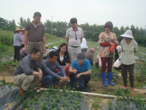 专家到田间地头为种植户进行现场指导