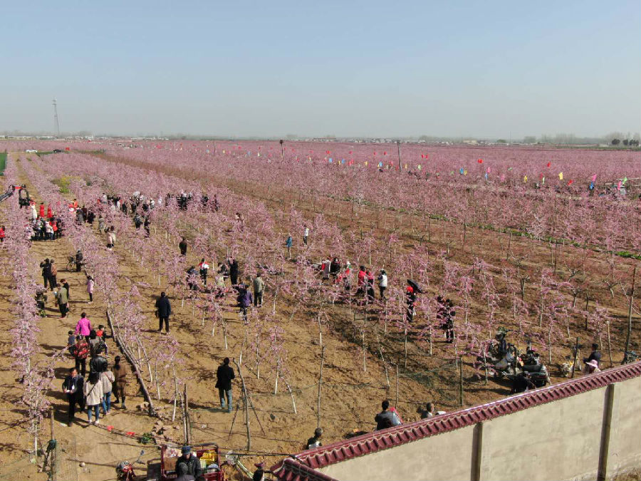 叶县桃花节地址图片